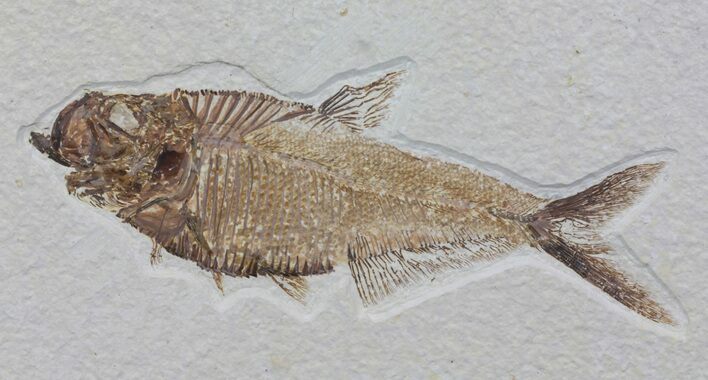 Detailed, Diplomystus Fossil Fish - Wyoming #63987